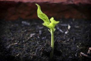 Lire la suite à propos de l’article Cultiver dans du compost sans terre : faits sur la plantation dans du compost pur