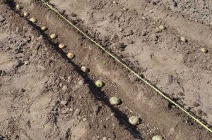 Lire la suite à propos de l’article Planter dans des sillons : y a-t-il des avantages à jardiner en sillons