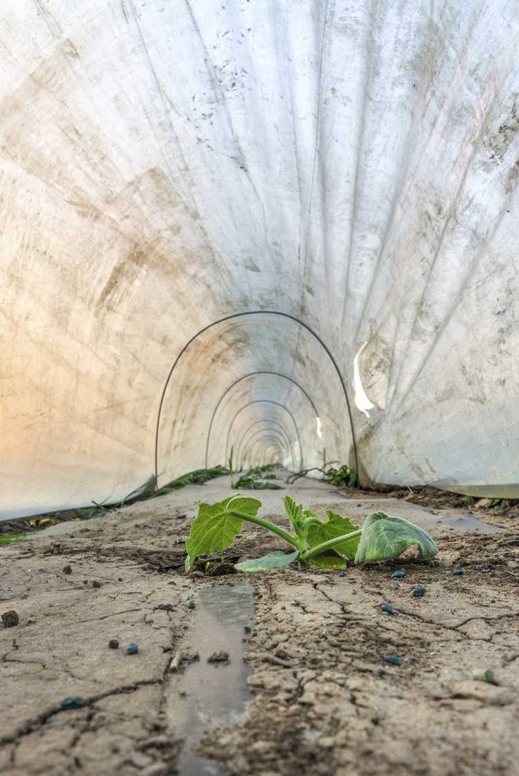 Lire la suite à propos de l’article Qu'est-ce qu'une Hoop House : Conseils sur le jardinage d'une Hoop House