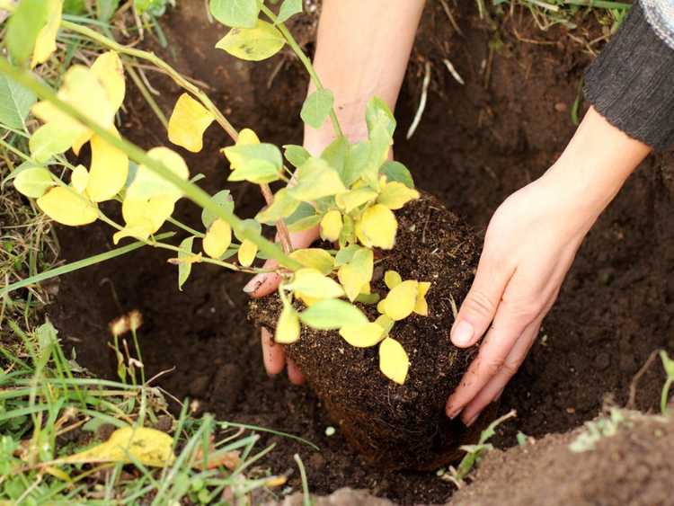 You are currently viewing Guide de plantation de bleuets d’automne