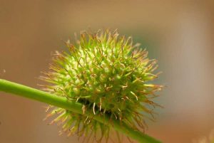 Lire la suite à propos de l’article Pollen des platanes : les platanes provoquent-ils des allergies