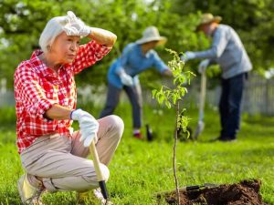 Lire la suite à propos de l’article Conseils pour planter par temps chaud