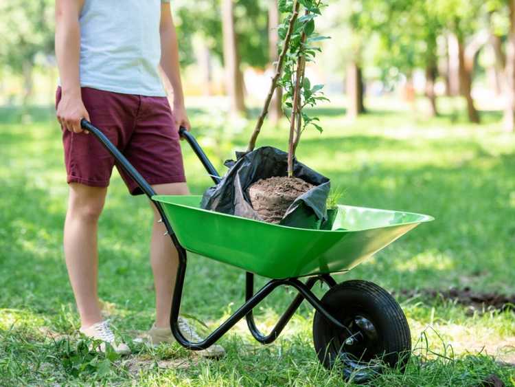 Lire la suite à propos de l’article Réussir à planter des arbres en été