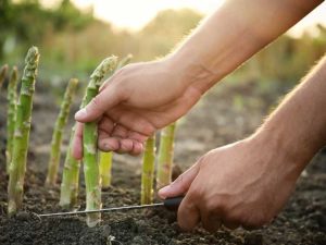 Lire la suite à propos de l’article 13 fruits et légumes vivaces qu’il suffit de planter une seule fois