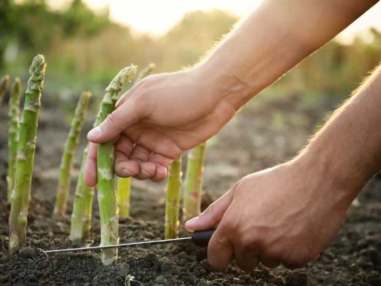 You are currently viewing 13 fruits et légumes vivaces qu’il suffit de planter une seule fois