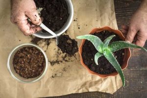 Lire la suite à propos de l’article Conseils pour fertiliser les plantes d'aloe vera – Quel est le meilleur engrais à l'aloe vera
