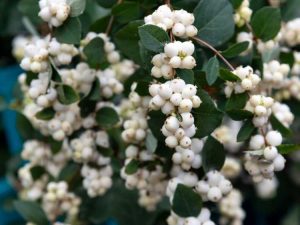 Lire la suite à propos de l’article Plantes à baies blanches : 5 arbres et arbustes à baies blanches