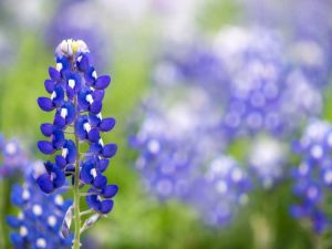 Lire la suite à propos de l’article Cultiver des bonnets bleus – Quand planter des bonnets bleus dans le jardin