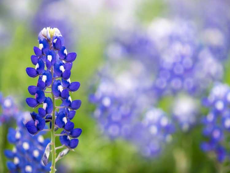 You are currently viewing Cultiver des bonnets bleus – Quand planter des bonnets bleus dans le jardin