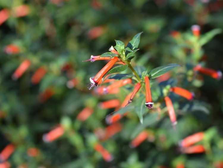 You are currently viewing Entretien des plants de cigares : conseils pour faire pousser des plants de cigares dans les jardins