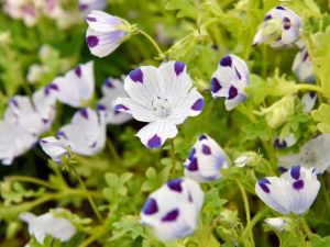 Lire la suite à propos de l’article Informations sur les plantes à cinq points – Conseils pour cultiver des plantes à cinq points