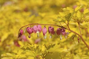 Lire la suite à propos de l’article Le cœur saignant a des feuilles jaunes: traiter les plantes à cœur saignant jaune