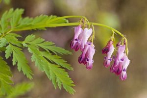 Lire la suite à propos de l’article Prendre soin des cœurs saignants : comment faire pousser une plante à cœur saignant frangé