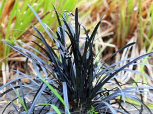 Lire la suite à propos de l’article Jardiner avec un feuillage foncé : découvrez les plantes aux feuilles violet foncé