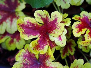 Lire la suite à propos de l’article Plantes communes à feuilles rouges : cultiver des plantes à feuillage rouge