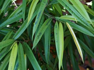 Lire la suite à propos de l’article Soins des ficus à feuilles de bananier : découvrez les figuiers à feuilles de bananier