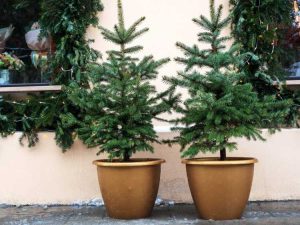 Lire la suite à propos de l’article Mélange de sol approprié pour les plantes et les arbres en pot à feuilles persistantes