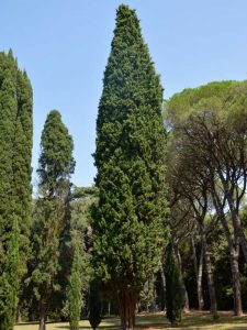 Lire la suite à propos de l’article Prendre soin des feuilles persistantes de thuya : comment faire pousser une arborvitae géante verte