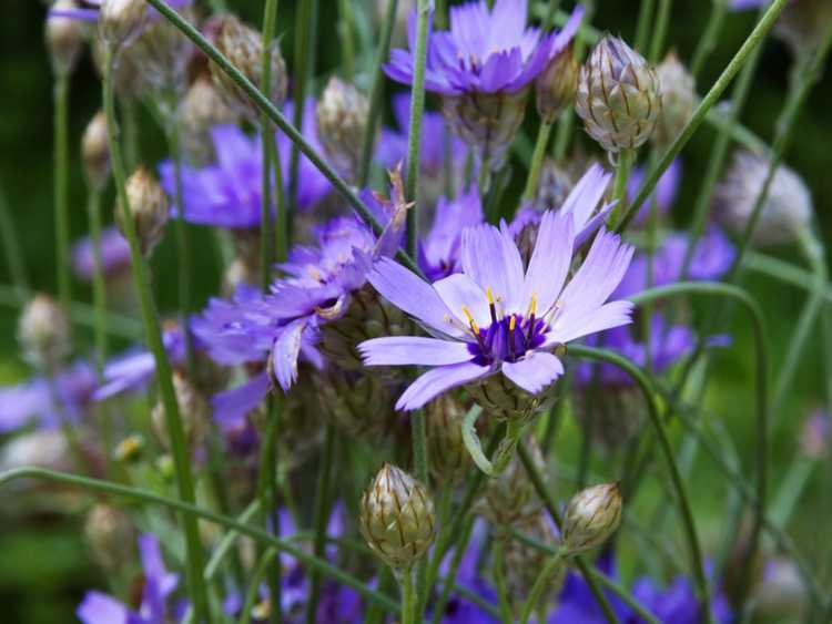 You are currently viewing Cupid's Dart Care – Comment faire pousser des plantes de Cupid's Dart