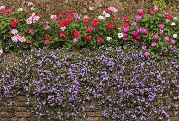 Lire la suite à propos de l’article Meilleures plantes pour couvrir les murs – Conseils pour utiliser des plantes sur les murs