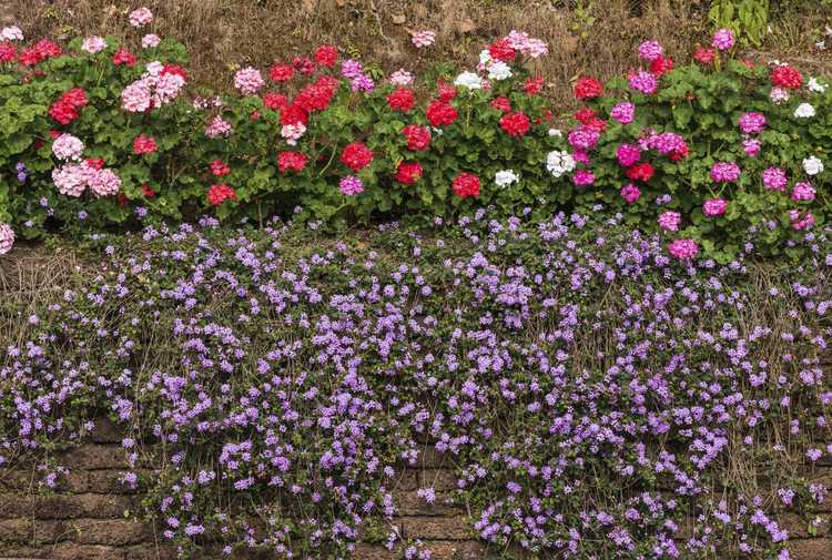 You are currently viewing Meilleures plantes pour couvrir les murs – Conseils pour utiliser des plantes sur les murs