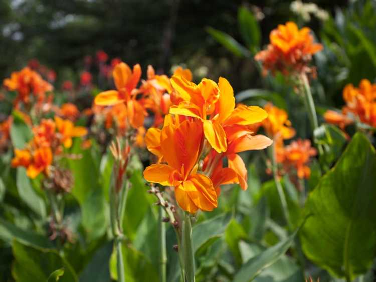 You are currently viewing Virus de la mosaïque du Canna : traiter la mosaïque sur les plantes de Canna