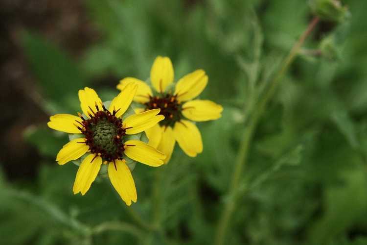 You are currently viewing Marguerite parfumée au chocolat : conseils pour cultiver des plantes à fleurs en chocolat