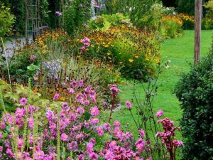 Lire la suite à propos de l’article Meilleures fleurs à floraison de fin d’été