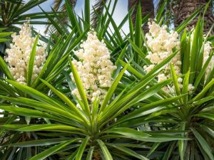 Lire la suite à propos de l’article Se débarrasser des plantes de yucca – Comment supprimer une plante de yucca