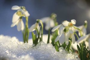 Lire la suite à propos de l’article Plantes à floraison hivernale : Cultiver des plantes et des buissons à floraison hivernale