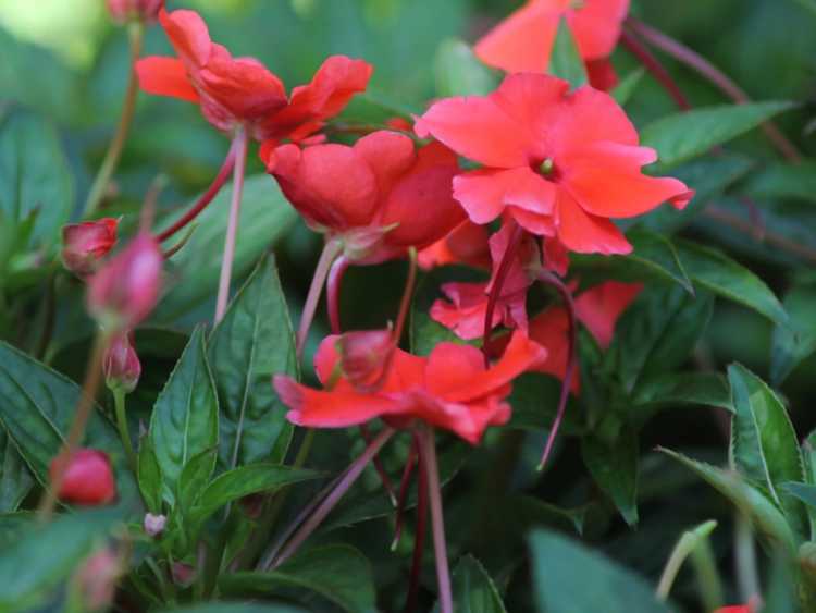 You are currently viewing Propager les Impatiens : enracinement des boutures d'Impatiens