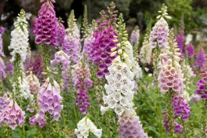 Lire la suite à propos de l’article Fleurs de hauteur – Quelles sont les meilleures plantes à fleurs hautes