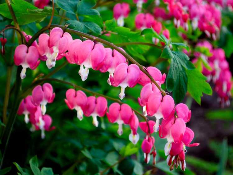 Blutende Herzblumen wachsen auf einer Pflanze