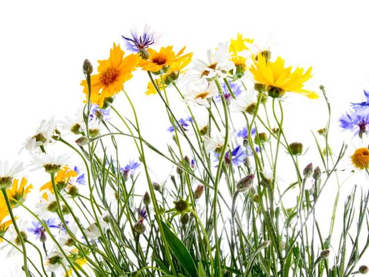 Lire la suite à propos de l’article Fleurs sauvages cultivées en pot : conseils pour prendre soin des plantes de fleurs sauvages en pot