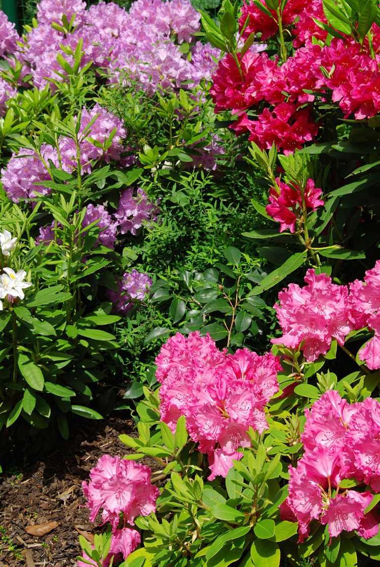 Lire la suite à propos de l’article Fleurs et plantes des sols acides – Quelles plantes poussent dans les sols acides