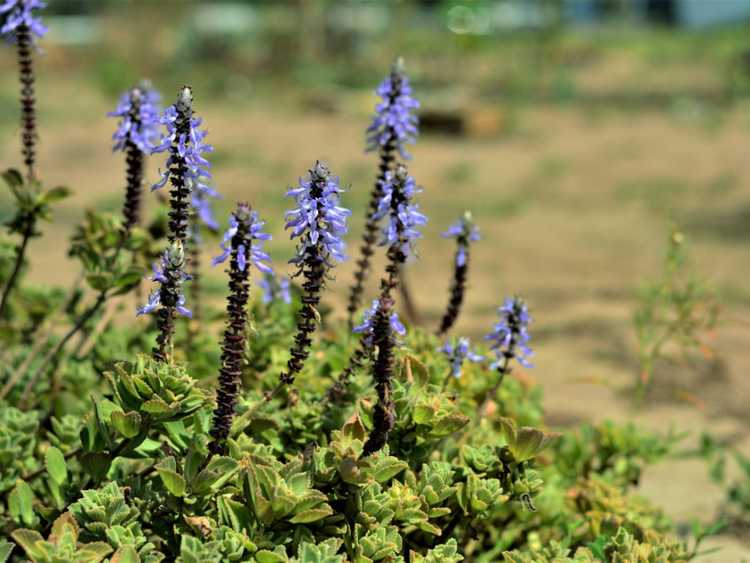 You are currently viewing Qu'est-ce qu'une plante Plectranthus – Conseils sur la culture de plantes Spurflower