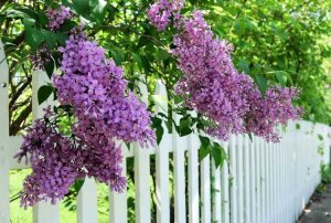 Lire la suite à propos de l’article Plantes de jardin parfumées – Plantes les plus odorantes pour les jardins