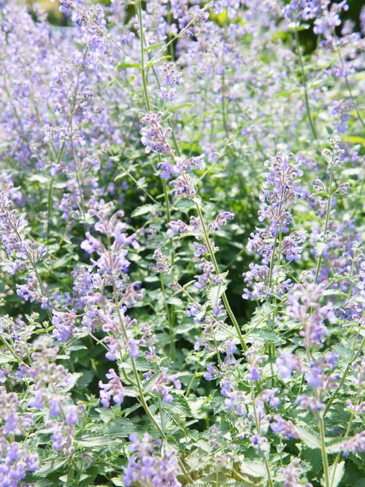 You are currently viewing Plantes qui aiment la chaleur et tolèrent le froid : choisir des plantes solaires résistantes au froid