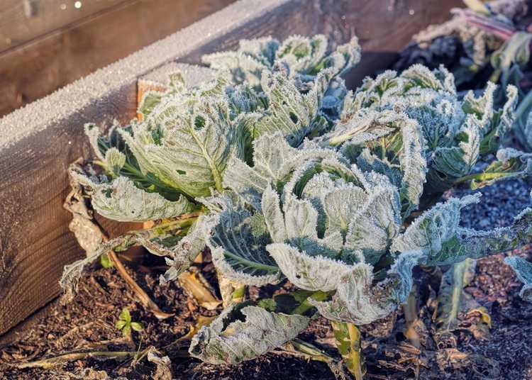 Lire la suite à propos de l’article Qu'est-ce qu'un gel dur : informations sur les plantes affectées par le gel dur