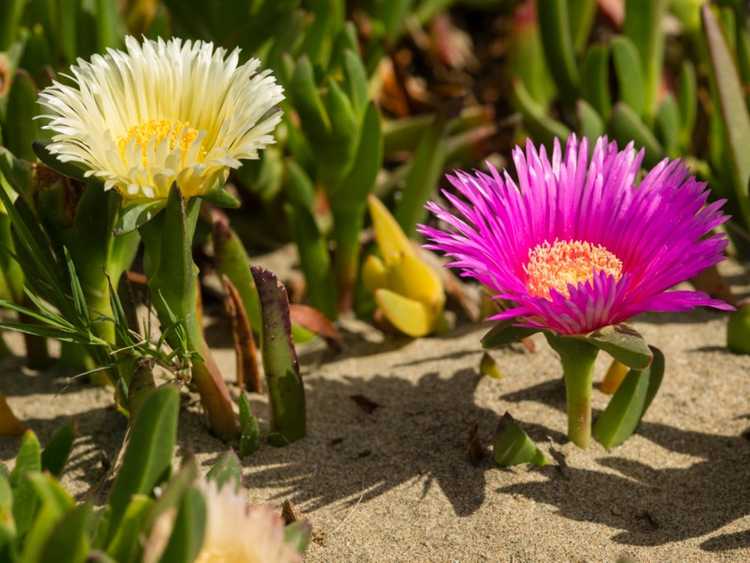 You are currently viewing Cultiver des fleurs de figue Hottentot : informations sur l'usine de glace de figue Hottentot