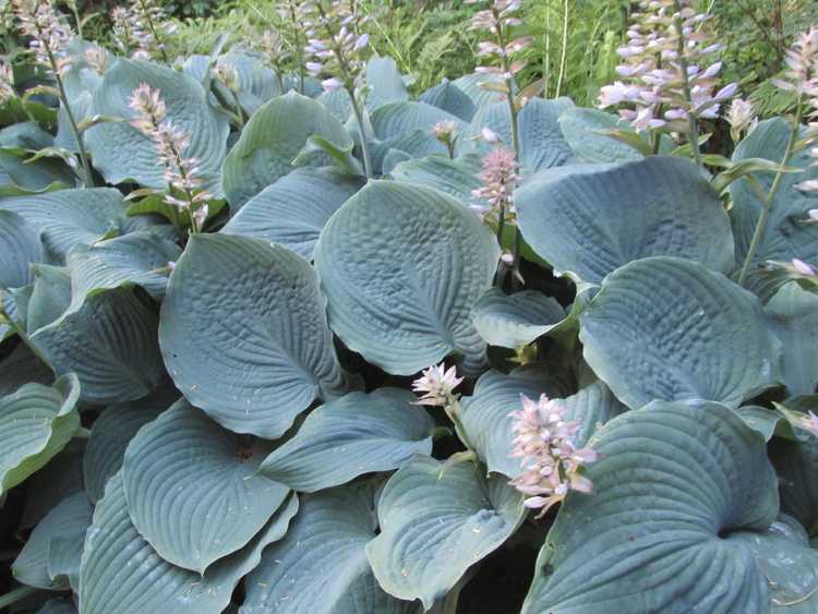 Lire la suite à propos de l’article Plantes à feuillage bleu : découvrez les plantes à feuilles bleues