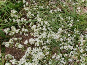 Lire la suite à propos de l’article Couper l'haleine de bébé – Apprenez à tailler les plantes à haleine de bébé