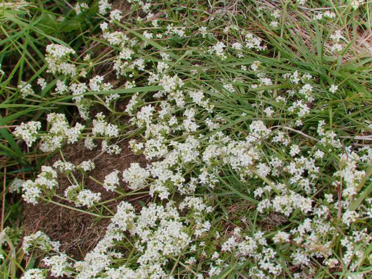 You are currently viewing Couper l'haleine de bébé – Apprenez à tailler les plantes à haleine de bébé