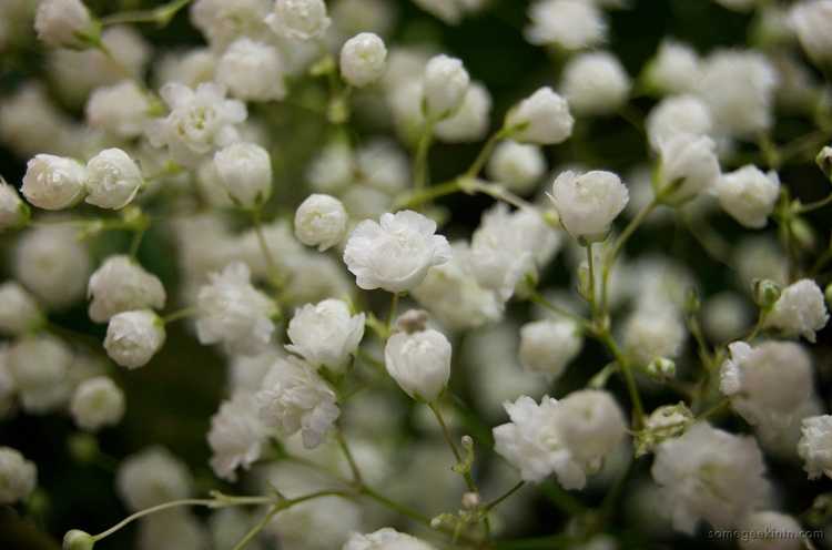 You are currently viewing Semer des graines de gypsophile : apprenez à planter des graines de gypsophile