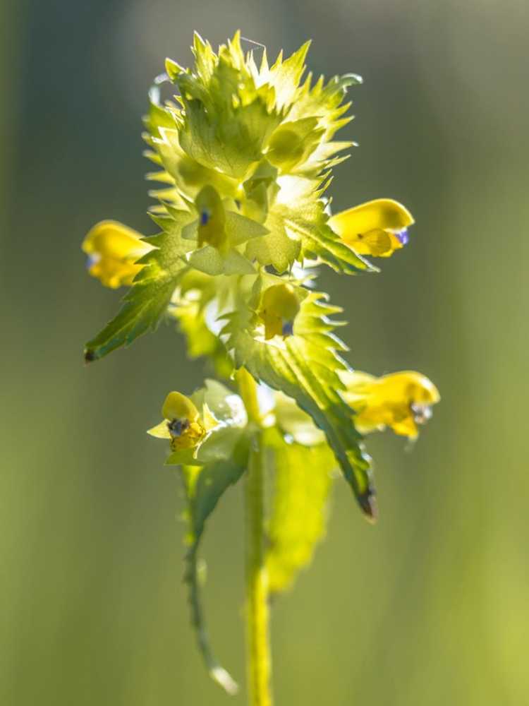 Lire la suite à propos de l’article Plantes à hochet jaune: conseils pour gérer le hochet jaune dans le paysage