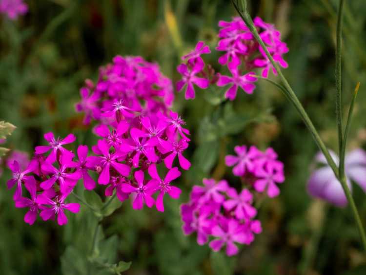 You are currently viewing Cultiver Silene Armeria: Apprenez à cultiver des plantes à mouches