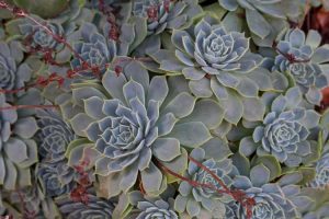 Lire la suite à propos de l’article Pinwheel Aeonium Care: Comment faire pousser une plante Pinwheel