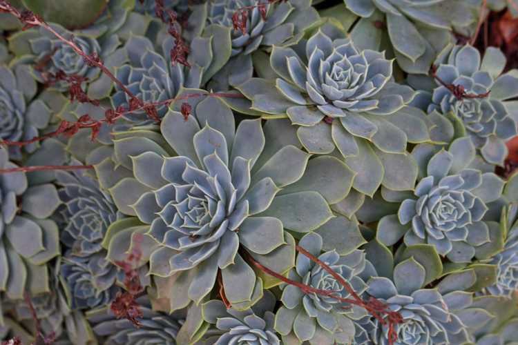 You are currently viewing Pinwheel Aeonium Care: Comment faire pousser une plante Pinwheel