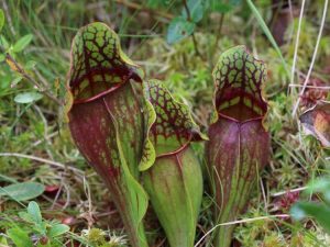 Lire la suite à propos de l’article Cultiver des plantes à sarracénie : découvrez l'entretien des plantes à sarrasin