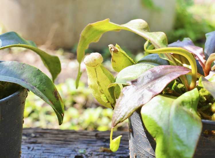 You are currently viewing Enracinement des plantes à sarracénie : Conseils pour faire pousser des plantes à sarrasin à partir de boutures